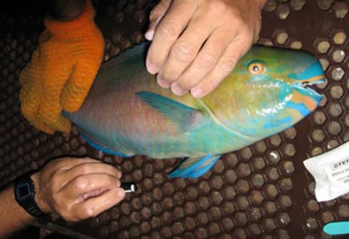 Parrotfish captured for tag implant